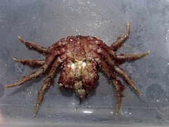 Hyas araneus