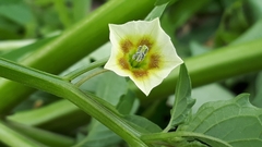 Physalis minima