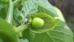 Physalis minima