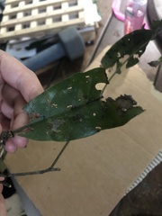 Beilschmiedia bancroftii