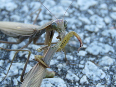 Mantis religiosa religiosa
