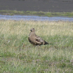 Stercorarius skua