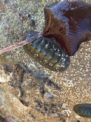 Ischnochiton australis