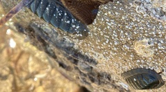 Ischnochiton australis