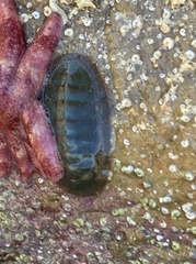 Ischnochiton australis