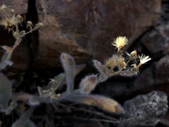 Pilosella horrida