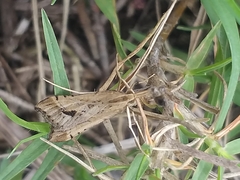 Diasemia monostigma