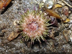 Psammechinus miliaris