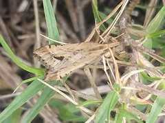 Diasemia monostigma