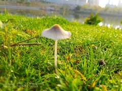 Coprinellus hiascens