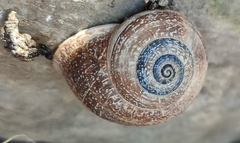 Otala punctata