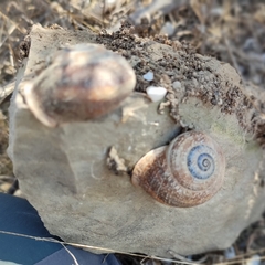 Otala punctata