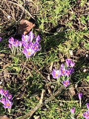 Crocus tommasinianus