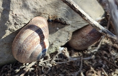 Otala punctata