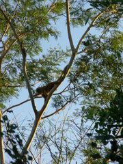 Alouatta caraya