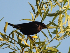 Molothrus rufoaxillaris