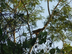 Alouatta caraya