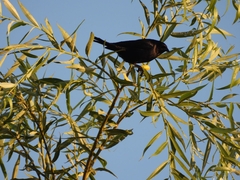 Molothrus rufoaxillaris