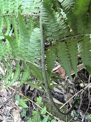 Diplazium laxifrons