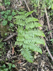 Diplazium laxifrons