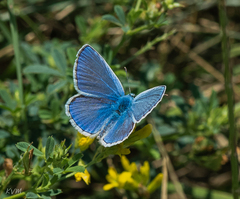 Polyommatus icarus