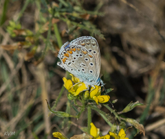 Polyommatus icarus