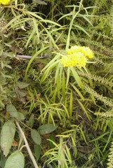 Cassinia aureonitens