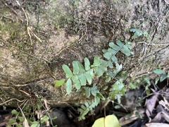 Arthropteris palisotii