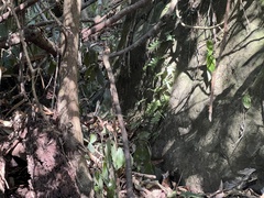 Arthropteris palisotii