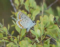 Plebejus