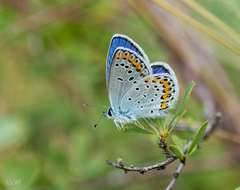 Plebejus