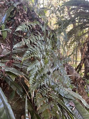 Davallia divaricata