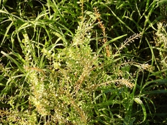 Lepidium bonariense