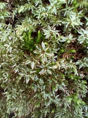 Mnium hornum
