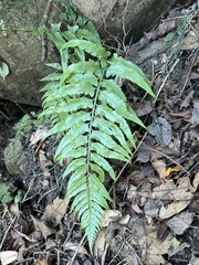 Asplenium wrightii