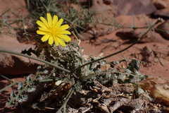 Launaea mucronata