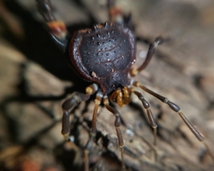 Pachylus quinamavidensis