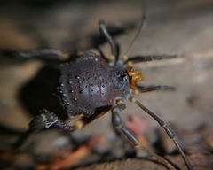 Pachylus quinamavidensis