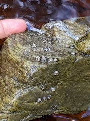 Glossosomatidae