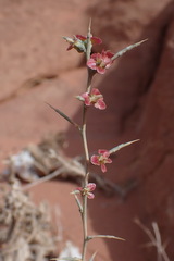 Noaea mucronata