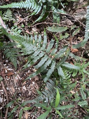 Microlepia calvescens