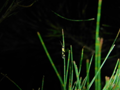 Opogona comptella