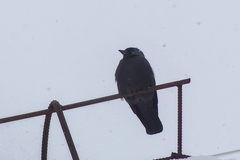 Corvus monedula
