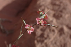 Noaea mucronata