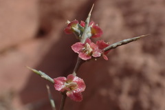 Noaea mucronata