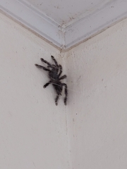 Avicularia avicularia
