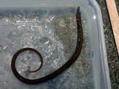 Nerophis lumbriciformis