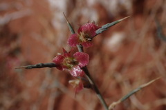 Noaea mucronata