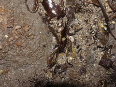 Nerophis lumbriciformis