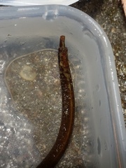 Nerophis lumbriciformis